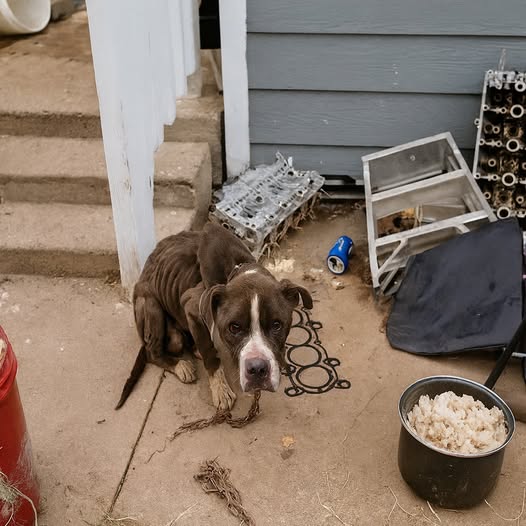 Pup Was Chained Next To Abandoned House By Owner