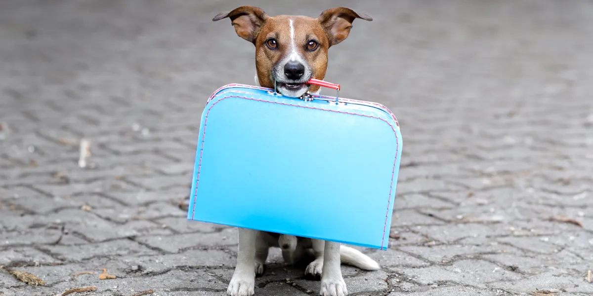 I Lost My Dog in the Park – When He Came Back with a Bag and a Note, I Went Pale