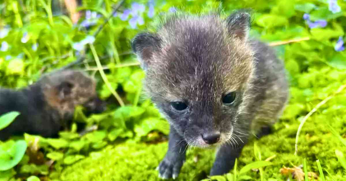 Gray Wolf Pups seen in Colorado for the First Time in 80 Years