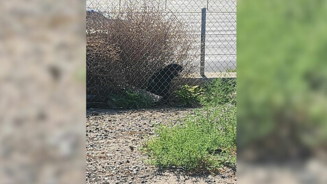 Scared Pup Dumped Next To A Freeway In California Hid In A Bush Until Something Amazing Happened