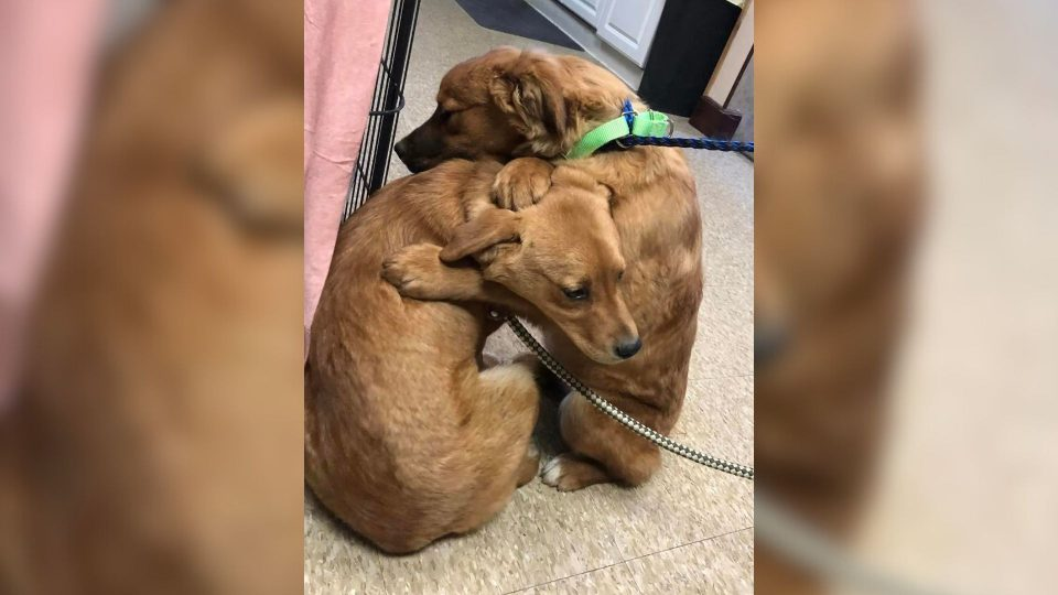 Ohio Rescuers In Tears After Witnessing A Pair Of Scared Pups Hugging Each Other At The Vet