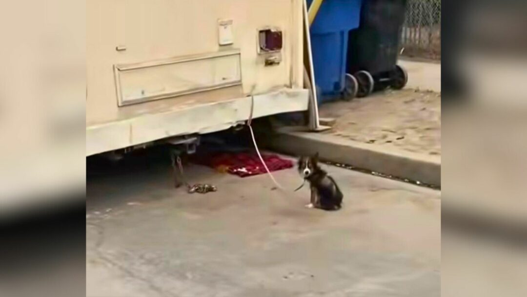 Puppy Tied To California Trailer For Days Seeks Kindness And A New Chance