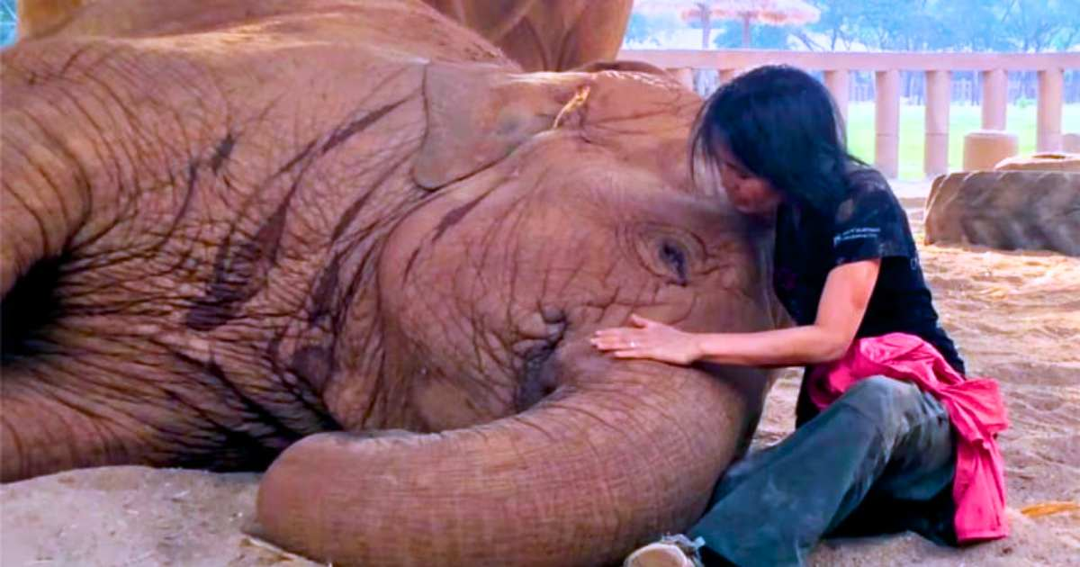 Baby elephant asks caretaker to sing Lullaby every day, pulling her Closer for Hug
