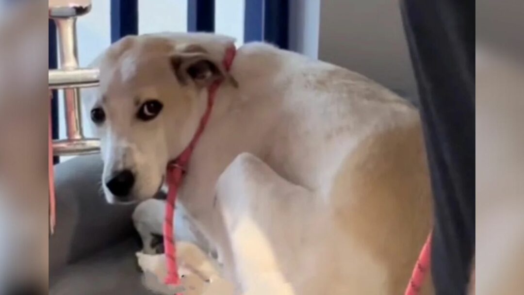 California Shelter Dog Failed By Humans Many Times Has Been Waiting 5 Years For Someone To Love Him