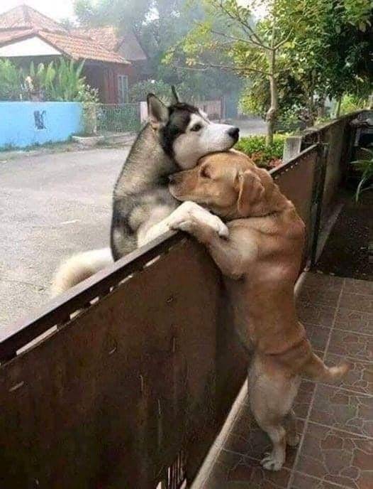 Lonely Husky rushes out of the Open Gate to Hug his best Friend oνer the Fence!