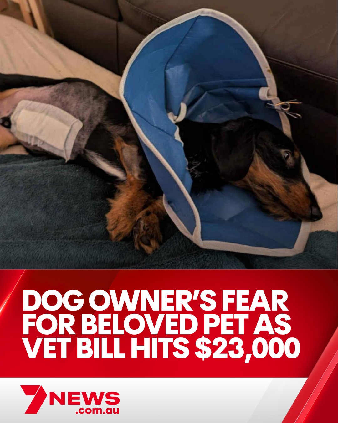 More pets being abandoned or surrendered as unexpected health expenses and cost-of-living pressures bite