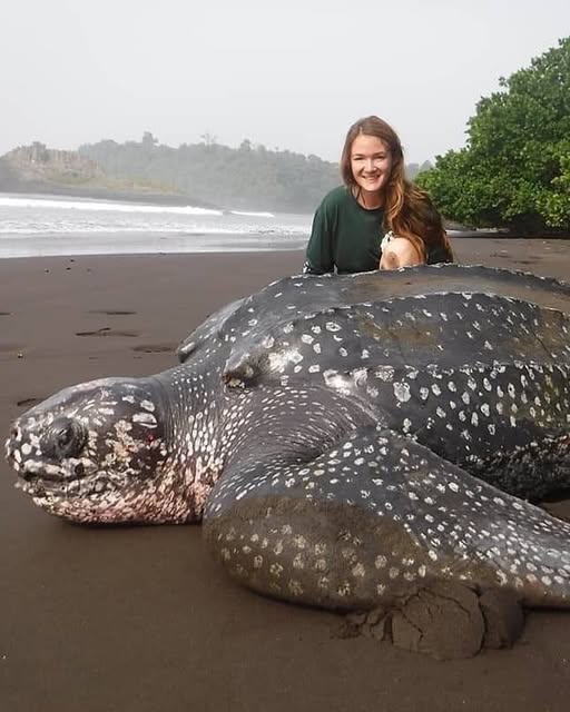 The Last Push: A Leatherback’s Fight for Life.