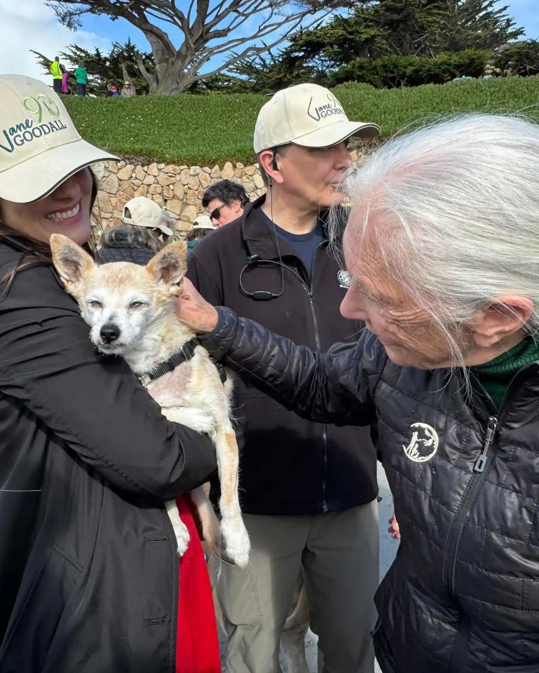 “Jane Goodall’s Heartwarming Birthday with 90 Dogs”