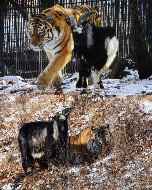 From Predator to Companion: The Unexpected Friendship of Amur and Timur