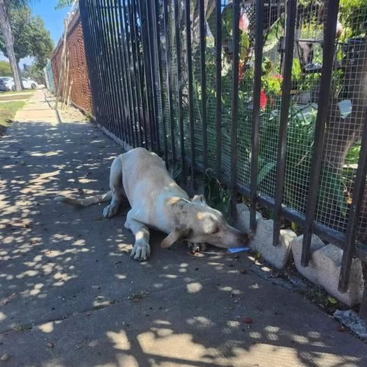 Abandoned dog scans every house in neighborhood for family