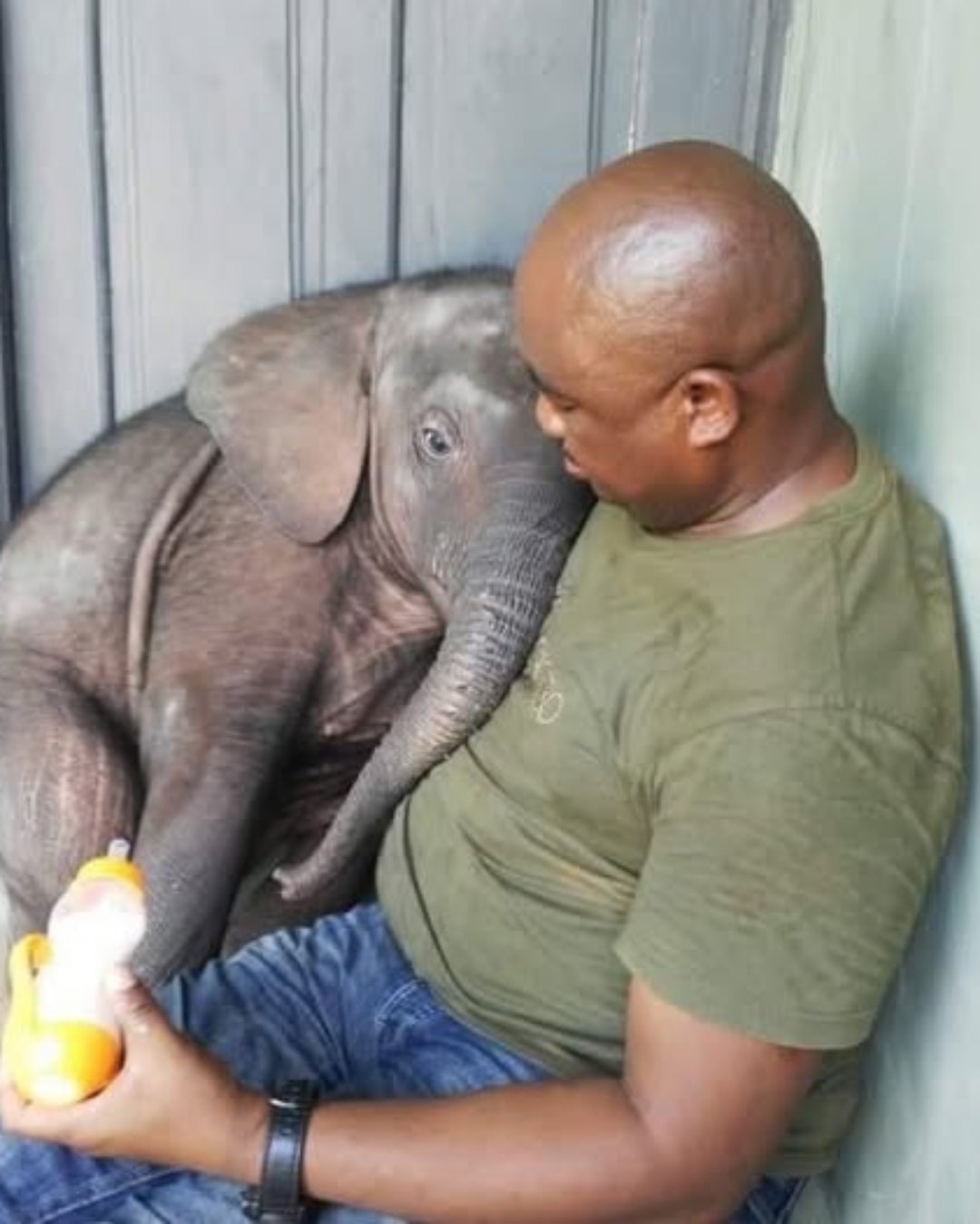 “Saved from Poachers, He Found Family Instead”.