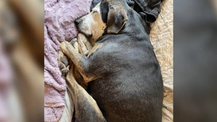 Rescue Dog Finds Her First Bed And Begins A New Life Filled With Love