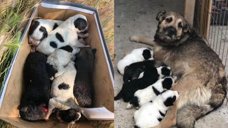 Shoebox of Puppies Finds the Mother They Desperately Needed