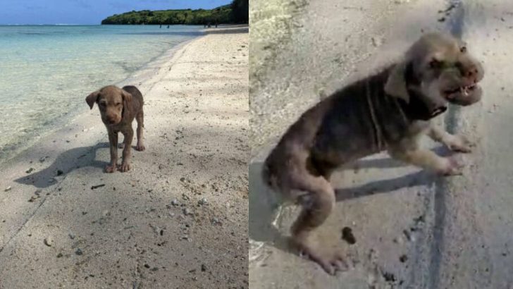 From Broken Beach Pup to Beloved Family Dog: Squishy’s Journey of Healing