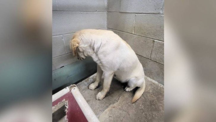 Shaking and Alone, Goldie Faced the Wall as Her Final Hours Drew Closer