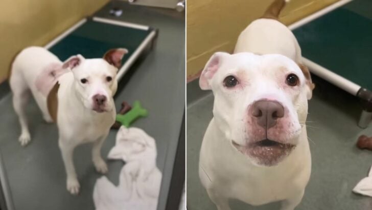 Florida Pup’s Unconditional Love Keeps Her Tail Wagging Despite Being Returned to the Shelter
