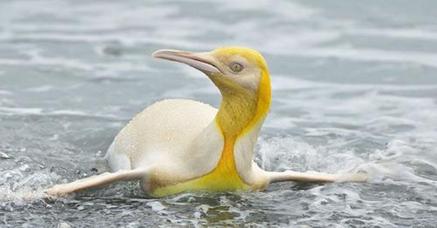 Wildlife photographer captures a Rare yellow Penguin!
