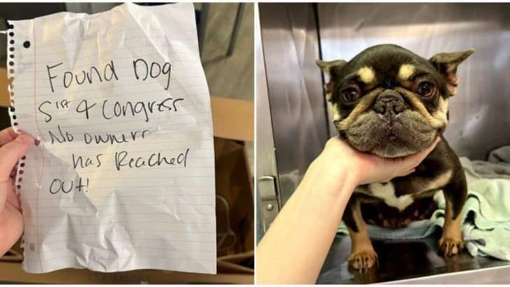 Abandoned in a Box, a Little Dog Finds Hope and a Forever Home Filled With Love