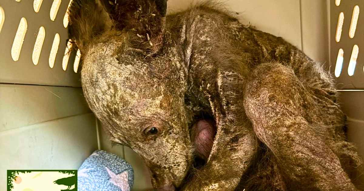 Caretakers shocked to see orphaned Bear cub in a Fragile state, now he’s Unrecognizable!