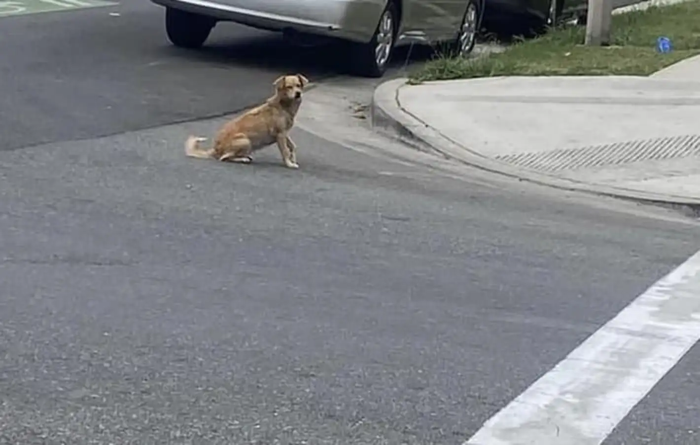 Scared Stray Dog Roamed The Streets For Months, Hiding An Adorable Secret “We couldn’t let her have her babies alone on the cold street”