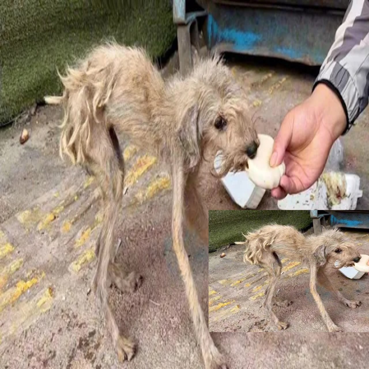 From Desperation to Delight: One Dog’s Journey to a Loving Home and Renewed Hope