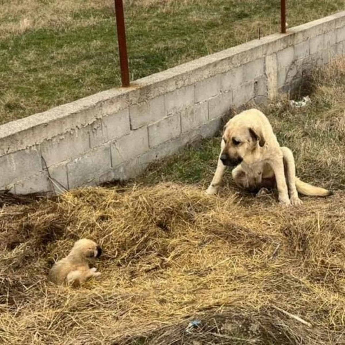 Mika and Kenneth: A Tale of Resilience and Hope