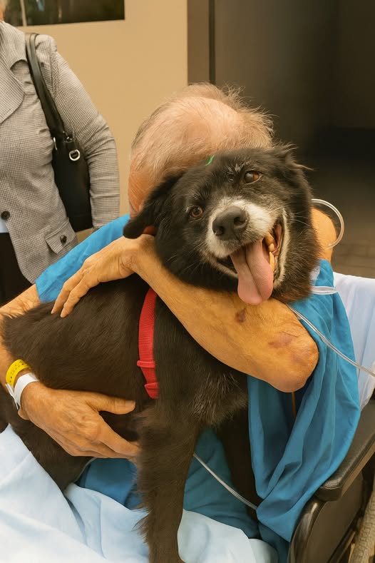 Her graying muzzle held the sweetest smile — that’s Preta, the loyal companion who never gave up on her dad.
