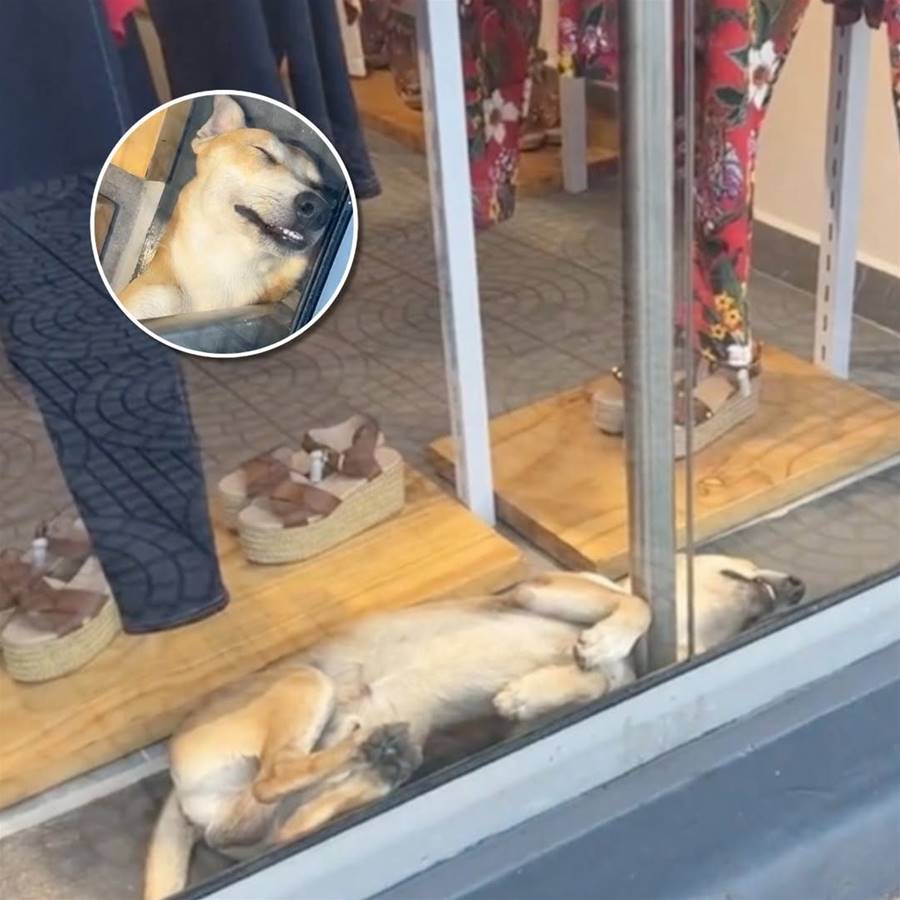 Store owners invited this stray dog in to escape the heat and he ended up being the cutest window display
