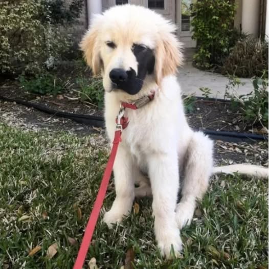Golden Retriever Enzo Steals Hearts with Rare Black Patch and Lively Spirit