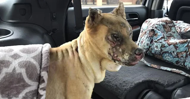 Brave Dog Taka Defies Flames, Finds New Hope After Miraculous Escape and Recovery