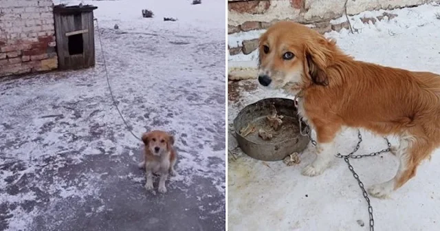 Rescued Puppy Thomas Awaits Loving Home After Surviving Harsh Abandonment