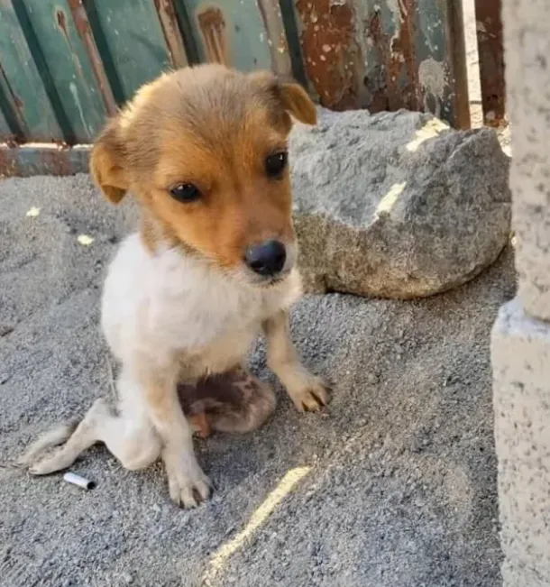 THE LITTLE BOY WHO TAUGHT A NEIGHBORHOOD TO CARE: A STORY OF COMPASSION AND COMMUNITY