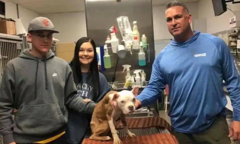 Dumped on Christmas, This “Miracle” Dog Survived and Found a Forever Home