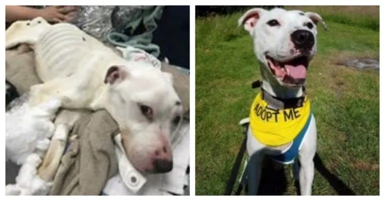 The Thinnest Dog Ever Found Alive Was Barely Holding On